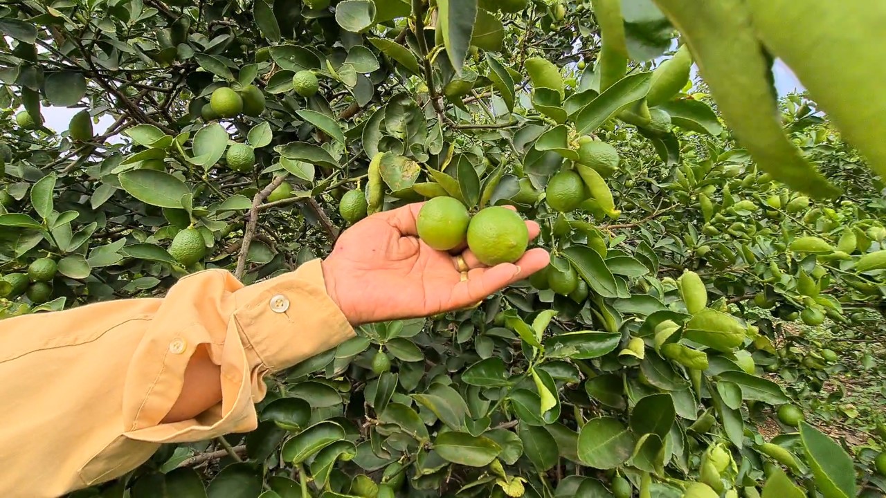 เกษตรกรสวนมะนาวยิ้ม! ราคาขึ้นพรวดกว่า 2 เท่า