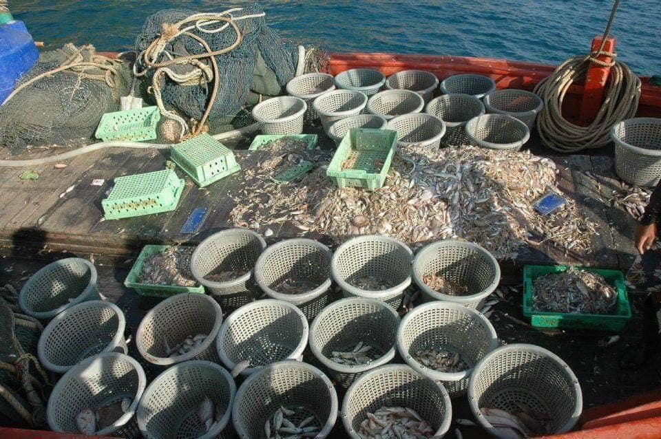 タイ海保護協会は、トロール船とトロール漁船による海洋動物の捕獲を強調しています。 水生動物を破壊することは、いくつかの家族経営のビジネスに供給します